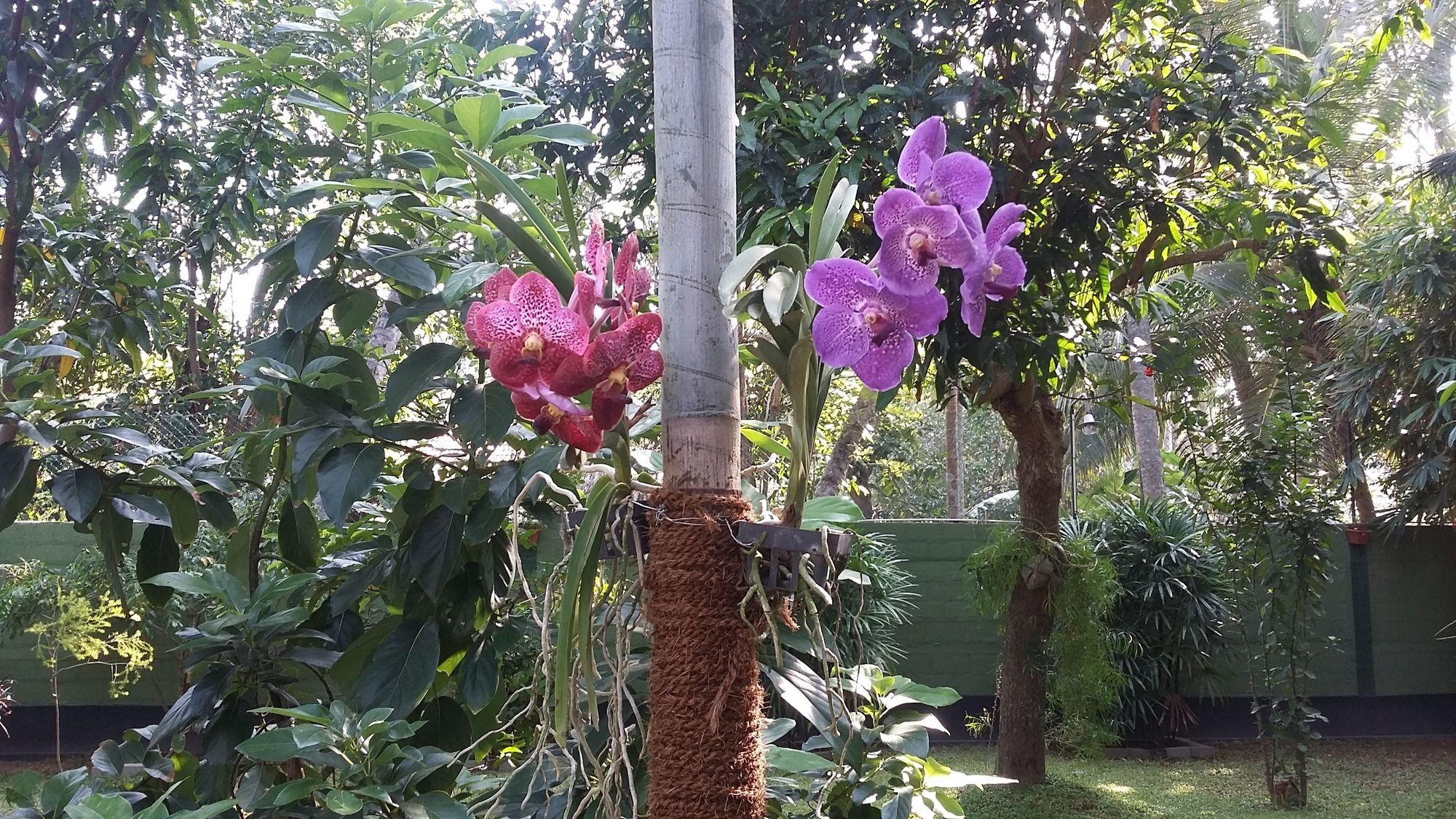 West Dene Bed & Breakfast Negombo Luaran gambar